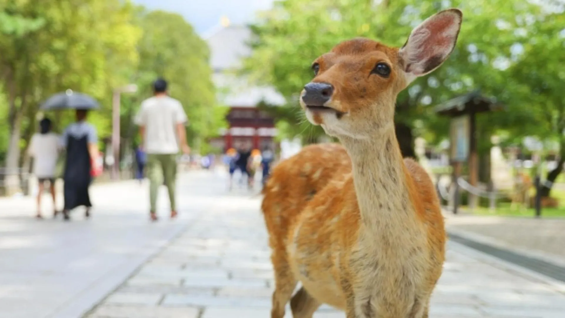 Hotel Arashi Nambaminami Osaka 4*,  Japón